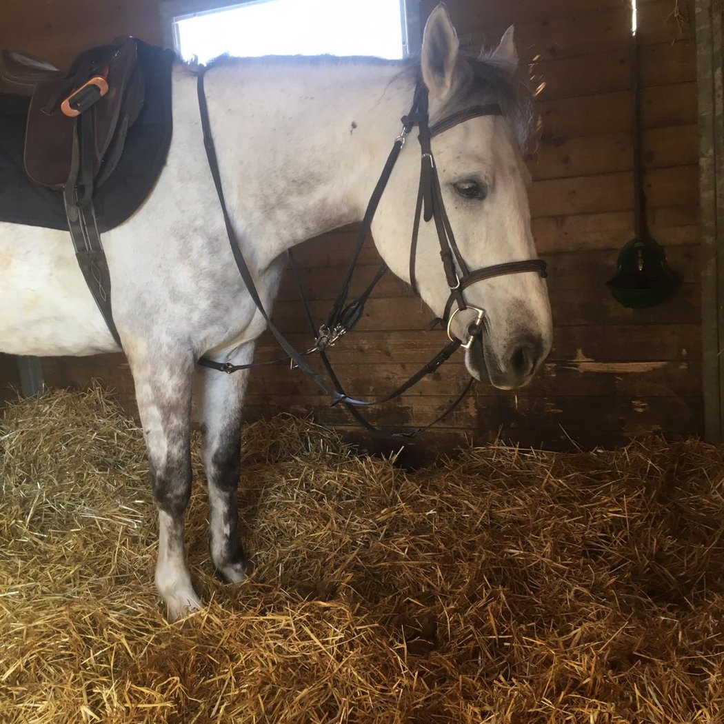 Pony Club Des Quatre Chemins 3